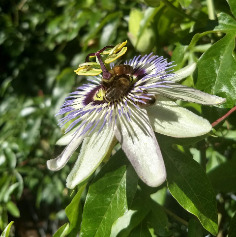 Passionflower and Bee